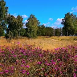 Пазл: Какое приволье