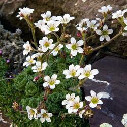 Пазл: Красота среди камней