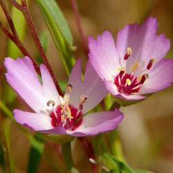 Пазл: Кларкия