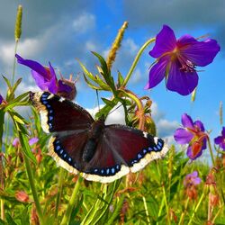 Пазл:  Август