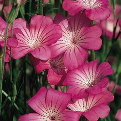 Пазл: Агростемма