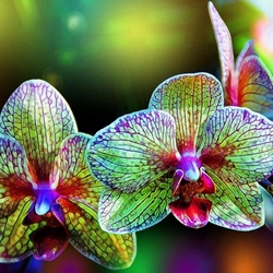 Пазл: Орхидеи