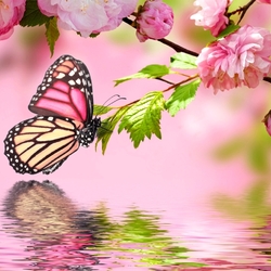Пазл: Бабочка и сакура