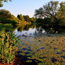 Пазл: Одинокий лебедь
