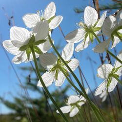 Пазл: Ловцы солнца