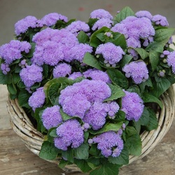 Пазл: Агератум