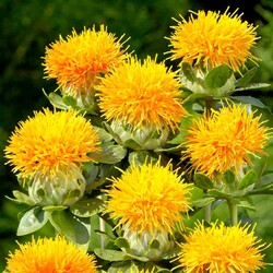 Пазл: Сафлор