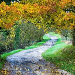 Пазл: Дорога через лес