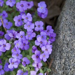 Пазл: Обриета