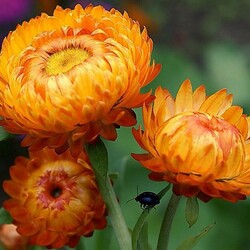 Пазл: Маленькое солнце