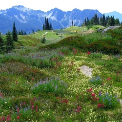 Пазл: Цветение сопок