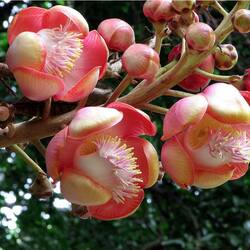 Пазл:  Курупита гвианская