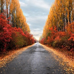 Пазл: Дорога в осень
