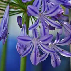 Пазл: Агапантус