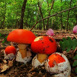 Пазл: Цезарский гриб