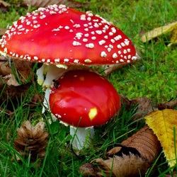 Пазл: Мухомор