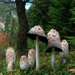 Пазл: Навозник белый