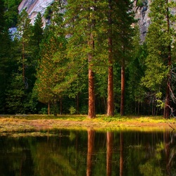 Пазл: Лесная поляна