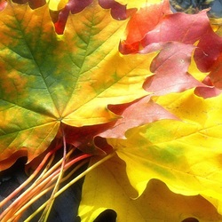 Пазл: Осенние листья