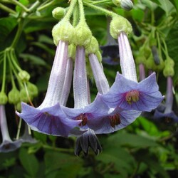 Пазл: Бругмансия