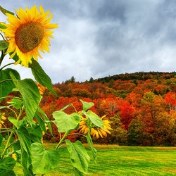 Пазл: Подсолнухи