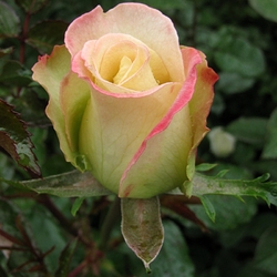 Пазл: Бутон розы