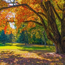 Пазл: Осень в парке