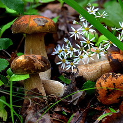 Пазл: Грибная пора