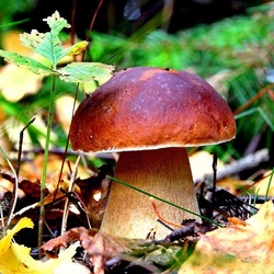 Пазл: Крепыш