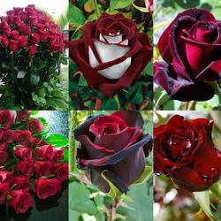 Пазл: Розы 
