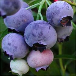 Пазл: Голубика