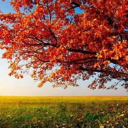 Пазл: Золотая осень