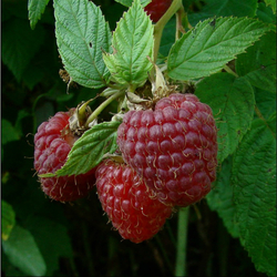 Пазл: Малина