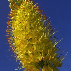 Пазл: Эремурус