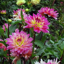 Пазл: Георгины