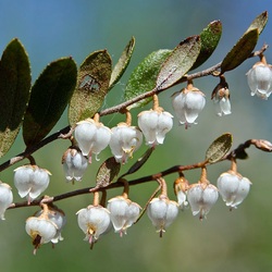 Пазл: Цветущий мирт