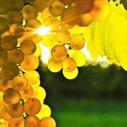 Пазл: Янтарные гроздья