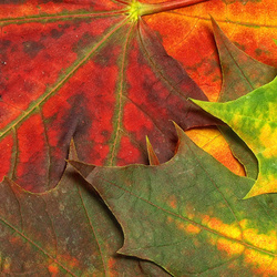 Пазл: Осенние листья