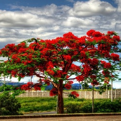Пазл: Цветущее дерево