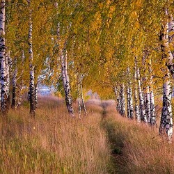 Пазл: Осенние березки