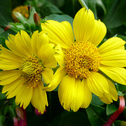 Пазл: Желтая парочка