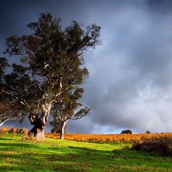 Пазл: Перед дождем