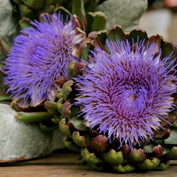 Пазл: Артишок