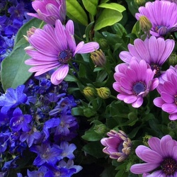 Пазл:  В саду