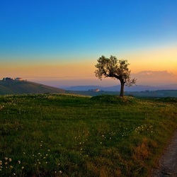 Пазл: Полевые цветы у дороги