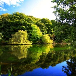 Пазл: Ивы у реки