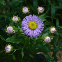 Пазл: Хоровод