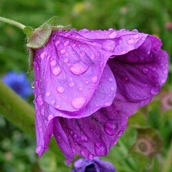 Пазл: Под дождем