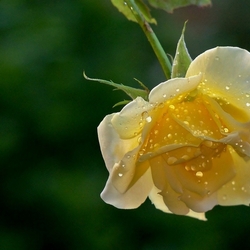 Пазл: В каплях росы