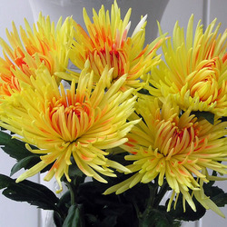 Пазл: Хризантемы